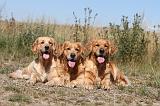 GOLDEN RETRIEVER 070